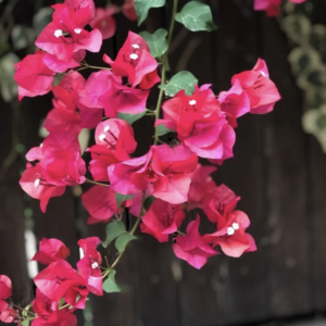 LEUCHTFEUER - Download dein Angebot